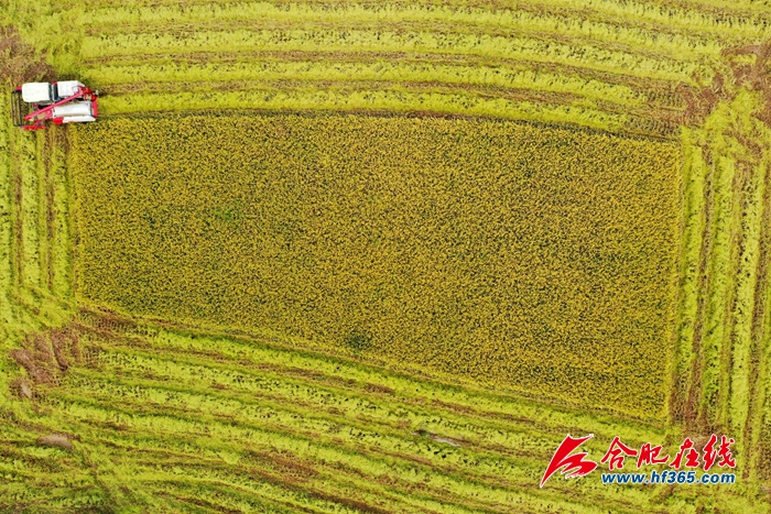 稻谷金黃  顆粒歸倉 (4)