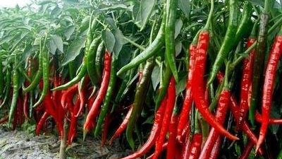 林西辣椒.jpg